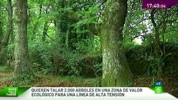 Una línea de alta tensión podría acabar con 2.000 árboles en Pontevedra