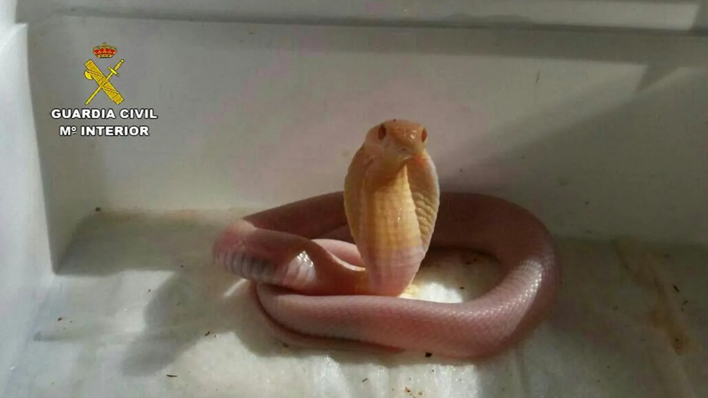 Una hembra de 'Cobra de Monóculo', albina y venenosa Una hembra de 'Cobra de Monóculo', albina y venenosa