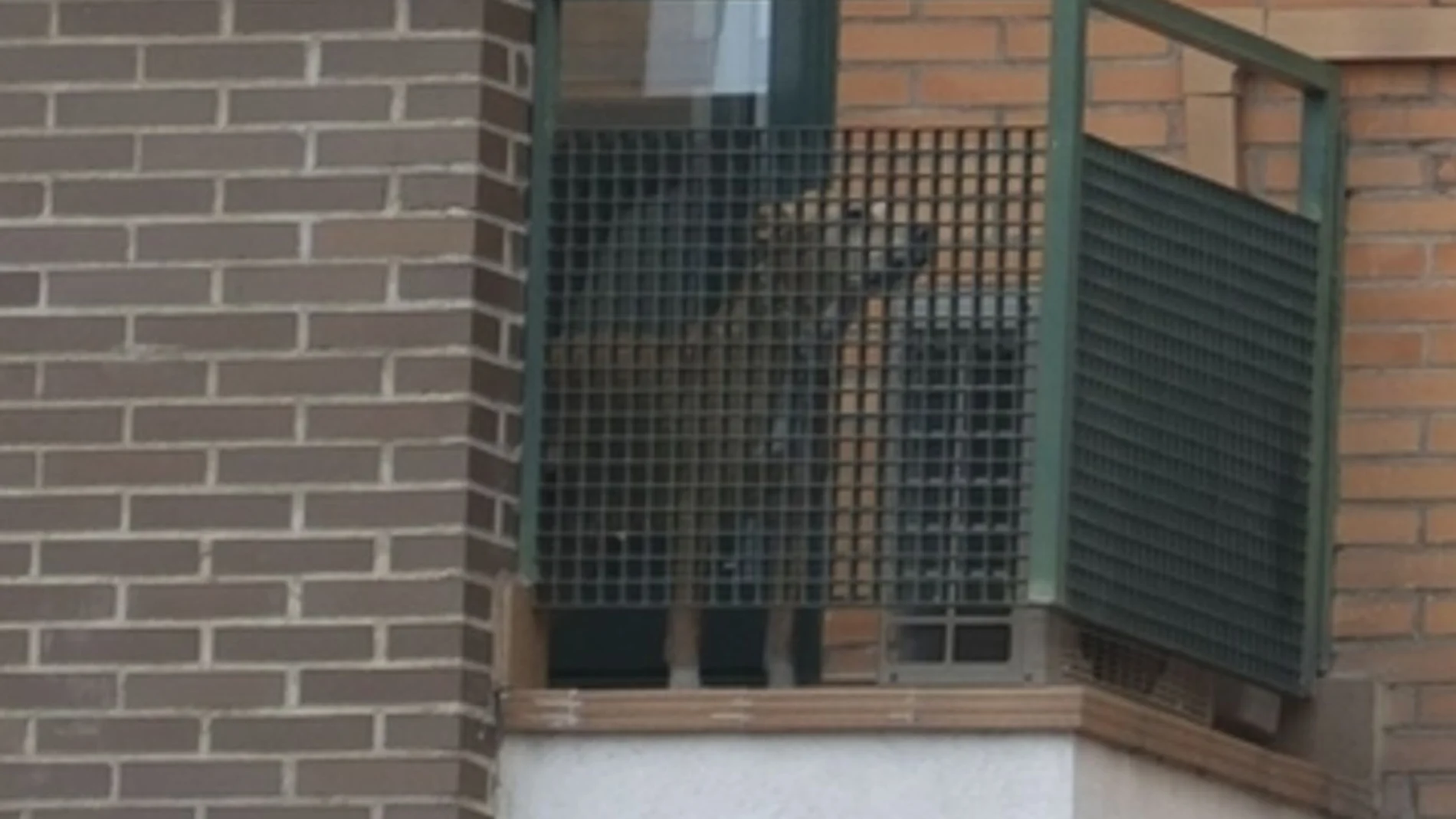 El perro Excalibur en el balcón del domicilio de la enfermera infectada de ébola
