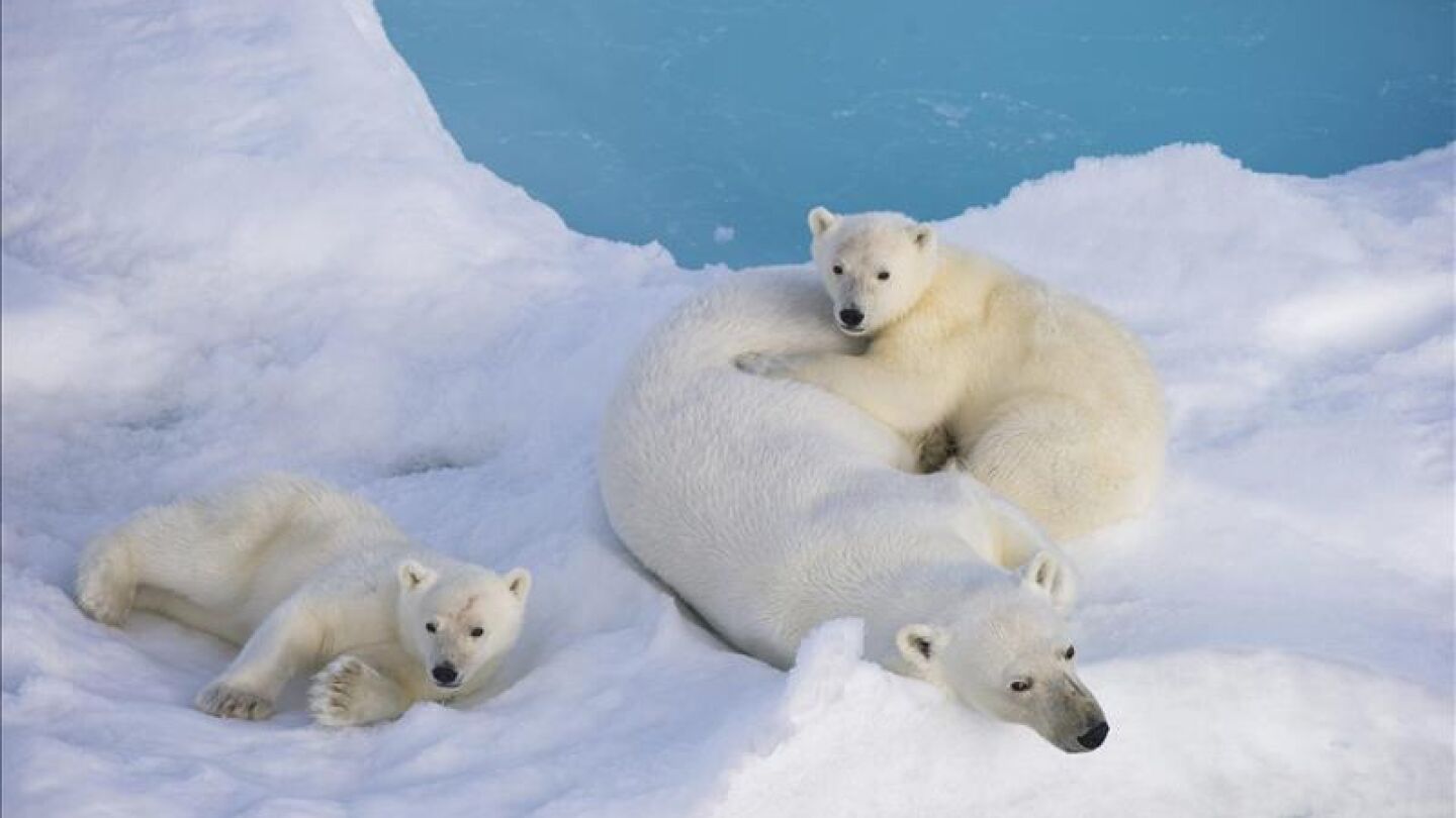 Osos polares en el C&iacute;rculo Polar &Aacute;rtico