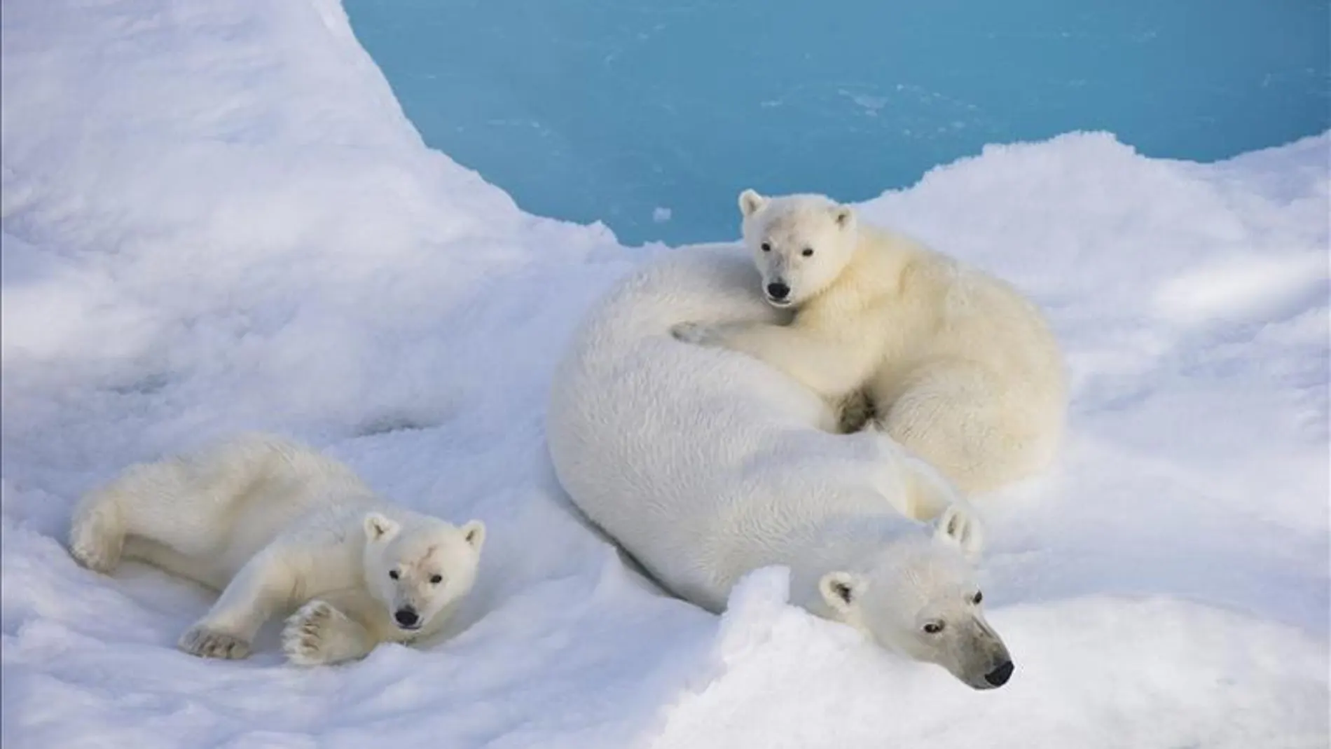 Osos polares en el Círculo Polar Ártico