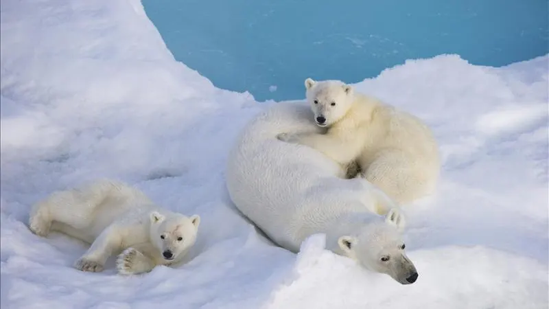 Osos polares en el Círculo Polar Ártico