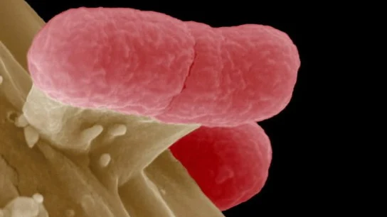 Juntos en la investigacuión de nuevos antibióticos contra bacterias resistentes Juntos en la investigacuión de nuevos antibióticos contra bacterias resistentes