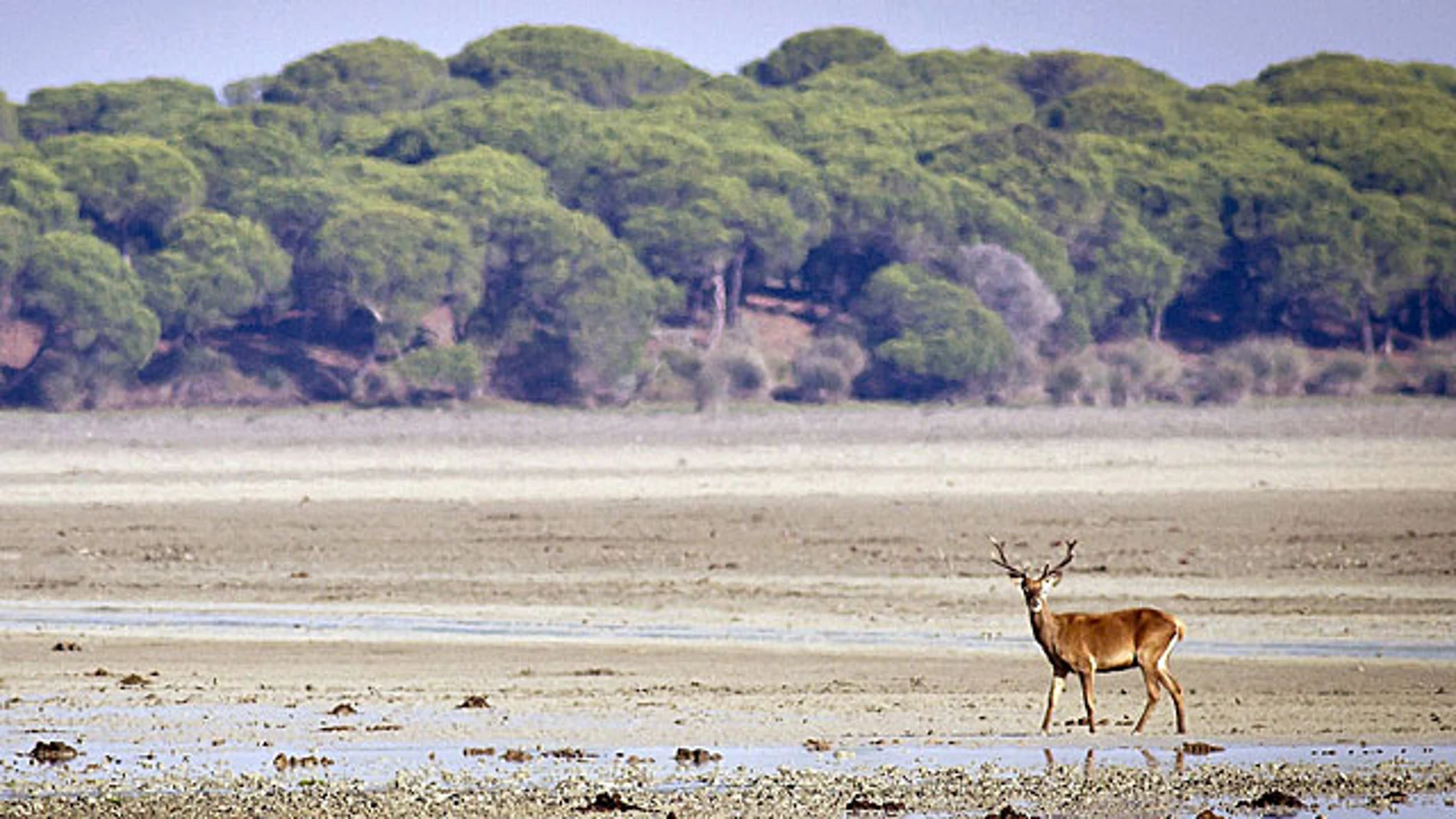 Un ciervo se pasea por un espacio abierto en el parque de Doñana