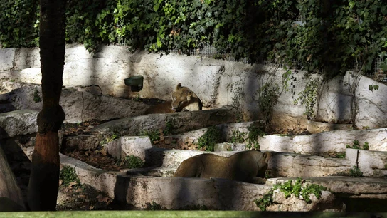 Un hombre ha sido atacado por dos leonas en el zoo de Barcelona Un hombre ha sido atacado por dos leonas en el zoo de Barcelona