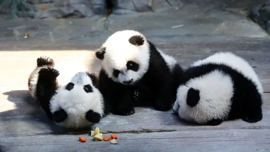 Los tres osos panda trillizos Los tres osos panda trillizos