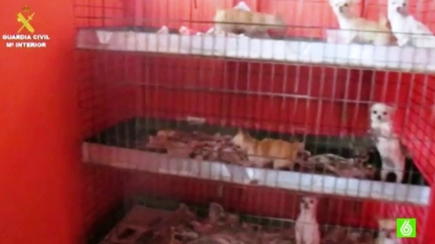 Cachorros rescatados