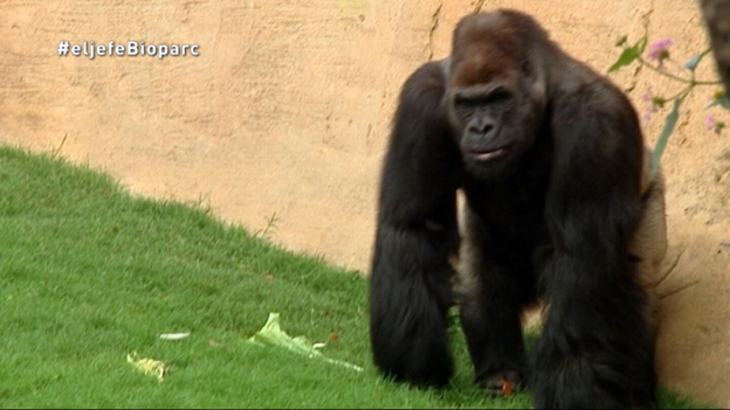 El jefe infiltrado en Bioparc