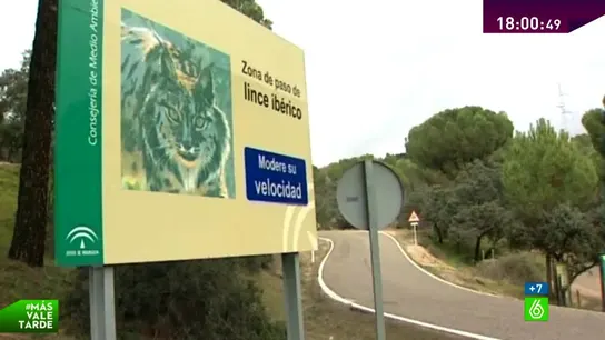 Cartel que advierte de los linces Cartel que advierte de los linces