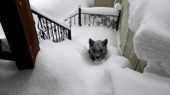 Oso atrapado en la nieve