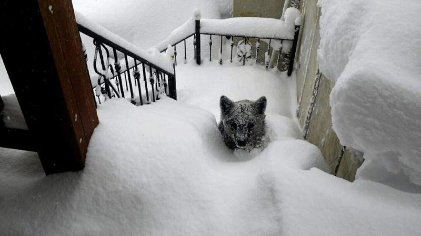 Oso atrapado en la nieve