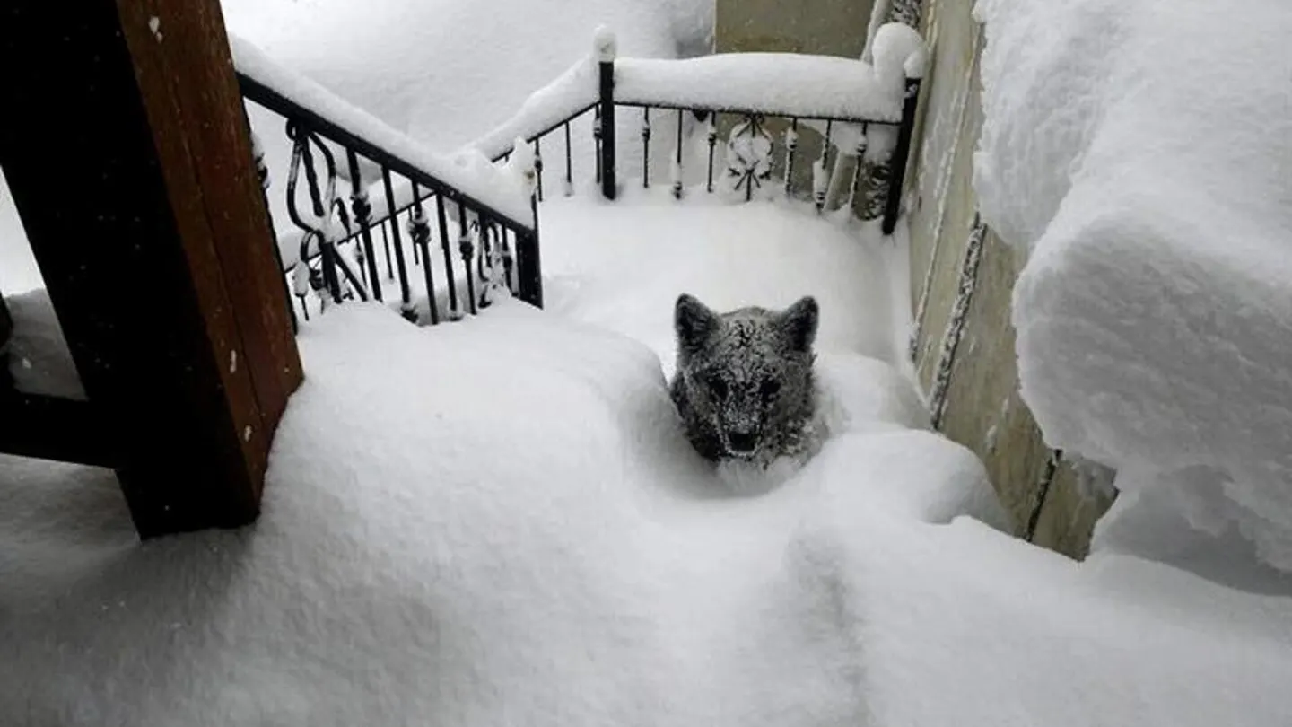 Oso atrapado en la nieve Oso atrapado en la nieve
