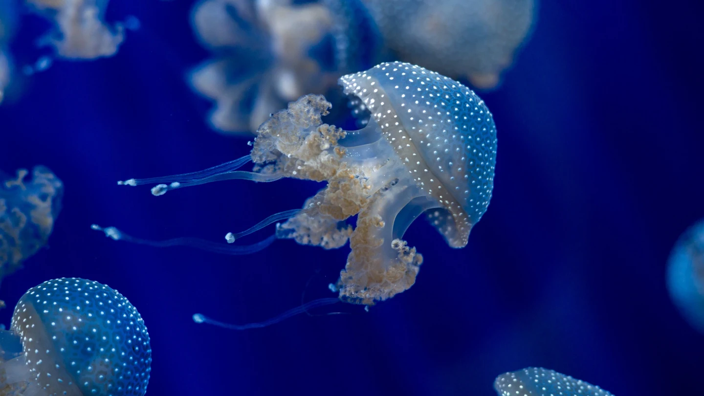 Las medusas presentes en nuestros mares durante todo el año Las medusas presentes en nuestros mares durante todo el año