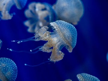 Las medusas presentes en nuestros mares durante todo el año Las medusas presentes en nuestros mares durante todo el año
