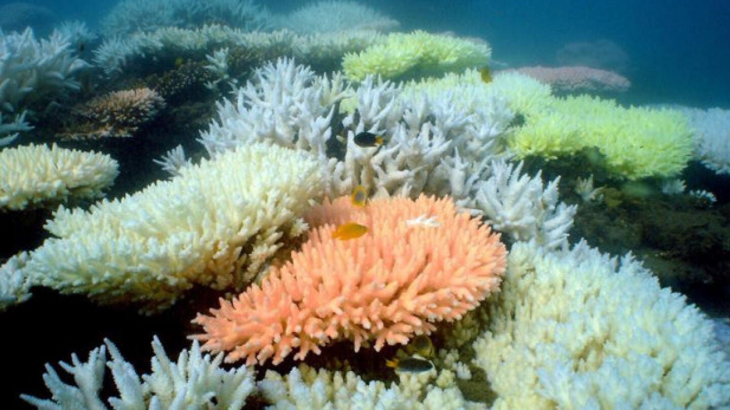 Gran Barrera de Coral de Australia