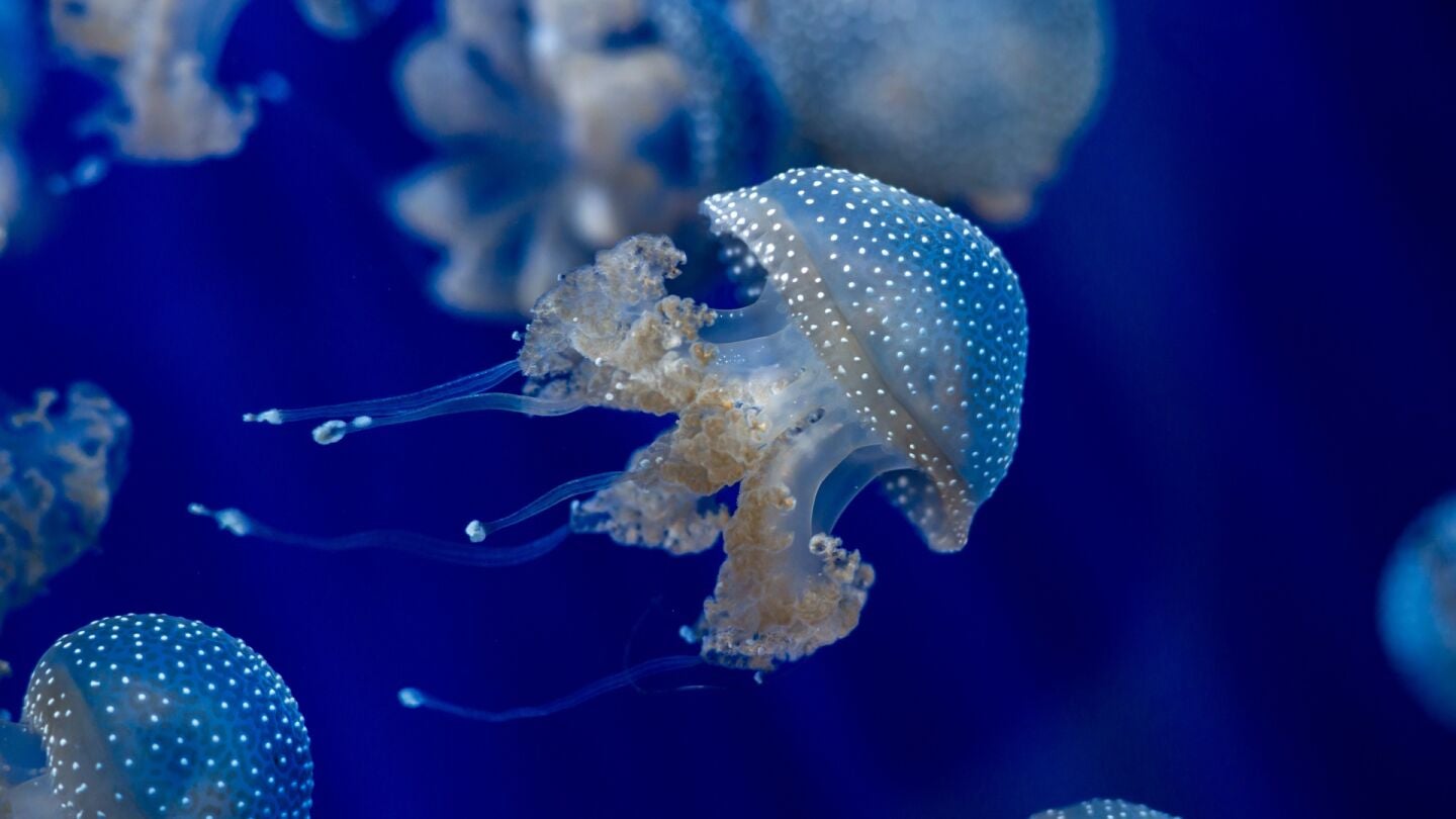 Las medusas presentes en nuestros mares durante todo el a&ntilde;o