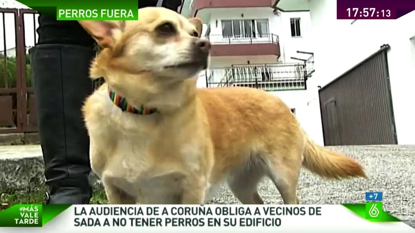 Un perro expulsado de un edificio Un perro expulsado de un edificio