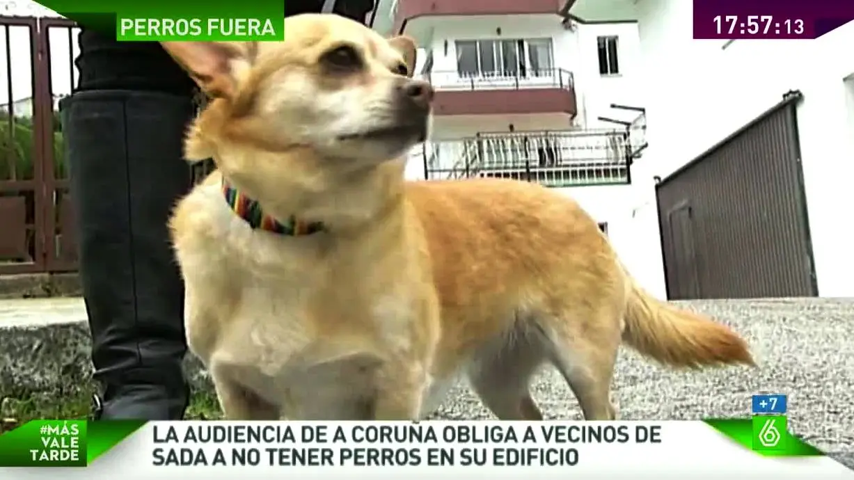 Un perro expulsado de un edificio Un perro expulsado de un edificio
