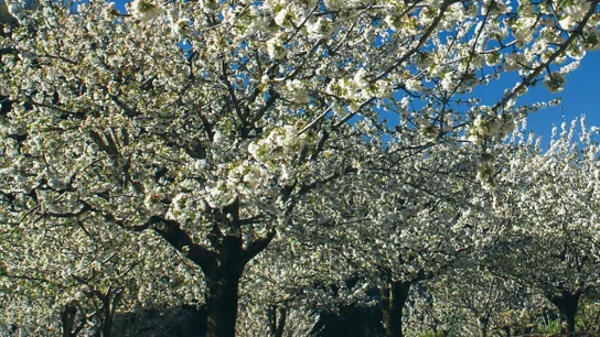 Los cerezos en flor del Valle del Jerte. Los cerezos en flor del Valle del Jerte.