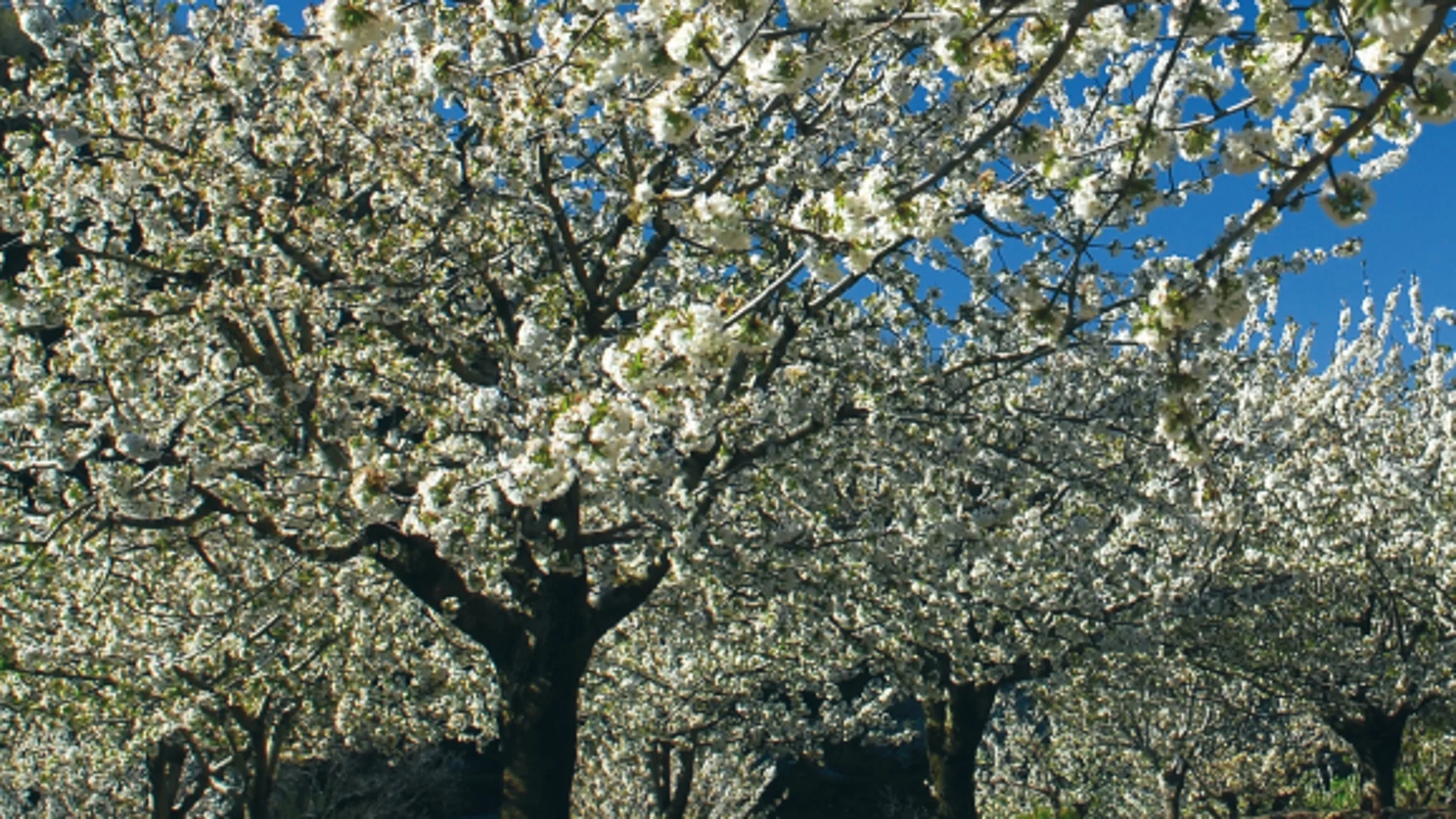 Los cerezos en flor del Valle del Jerte.