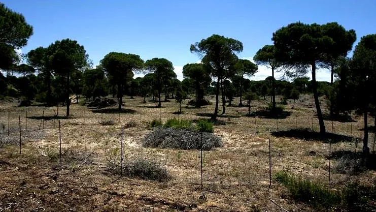 Interior del Parque de Doñana