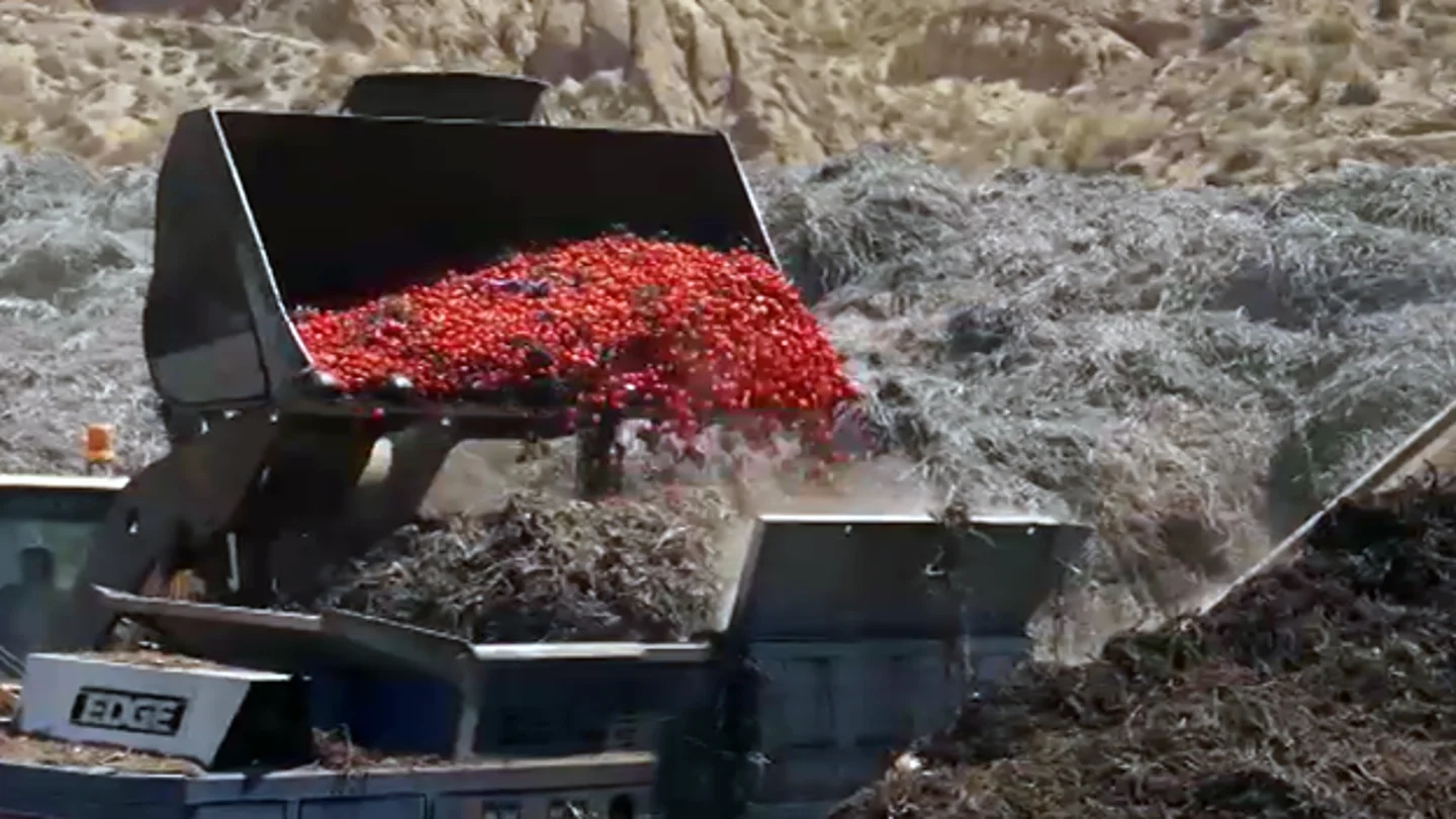 Millones de kilos de tomates se tiran diariamente en Almería Millones de kilos de tomates se tiran diariamente en Almería