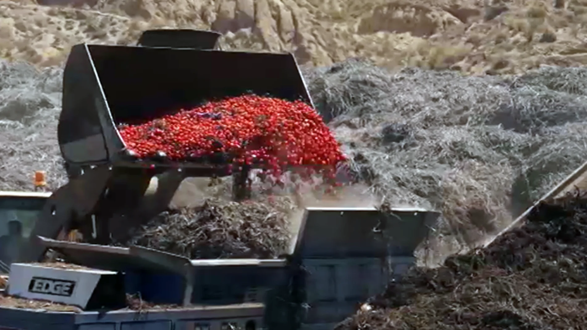 Millones de kilos de tomates se tiran diariamente en Almería