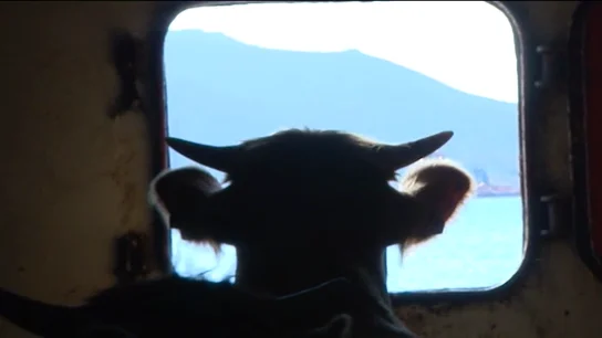 La ternera se exporta a países árabes La ternera se exporta a países árabes