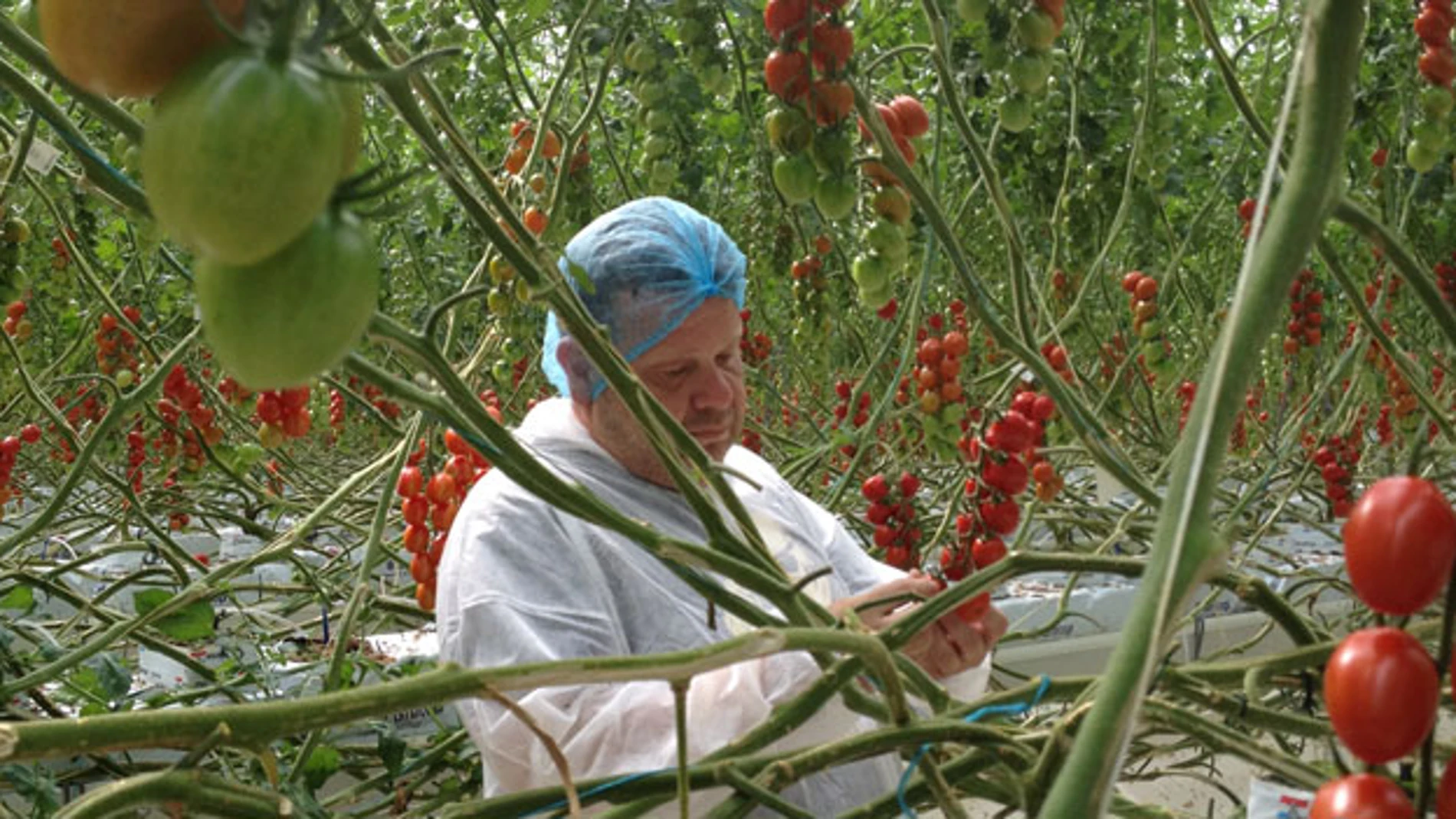Alberto Chicote, en el invernadero de tomates de Holanda