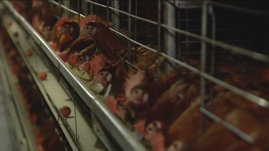 Gallinas Gallinas