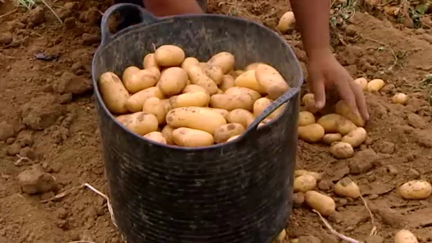 Recogida de patata en Sevilla