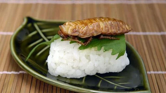 Plato con un insecto Plato con un insecto