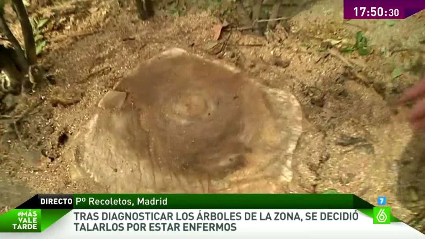 Tala masiva de &aacute;rboles centenarios en la zona centro de Madrid