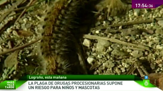 Alerta en gran parte de la pen&iacute;nsula por culpa de las orugas procesionarias