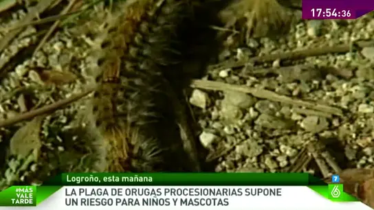 Alerta en gran parte de la península por culpa de las orugas procesionarias Alerta en gran parte de la península por culpa de las orugas procesionarias