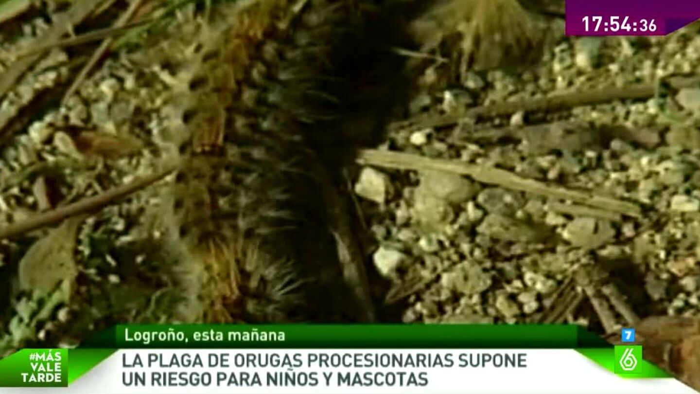 Alerta en gran parte de la pen&iacute;nsula por culpa de las orugas procesionarias