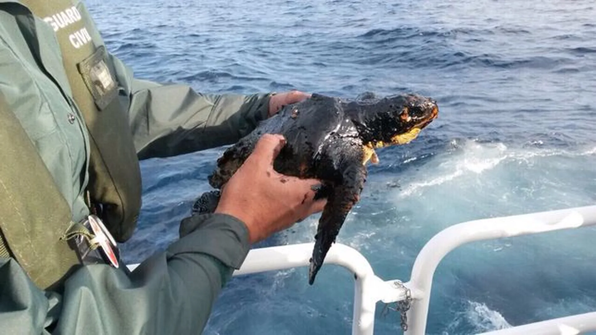 Una patrullera de la Guardia Civil rescata a una tortuga contaminada