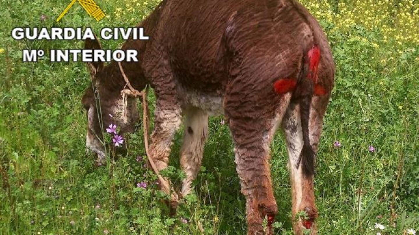 Imagen del burro tras haber sido arrastrado por un cami&oacute;n