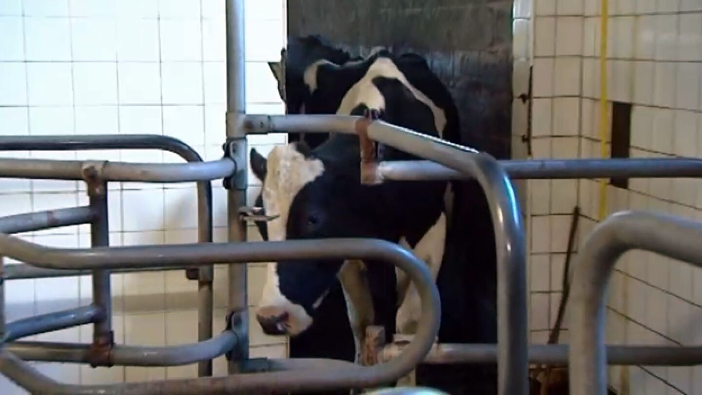 Ganadero: &ldquo;La vaca se llama Obama porque naci&oacute; en la proclamaci&oacute;n del presidente&rdquo;