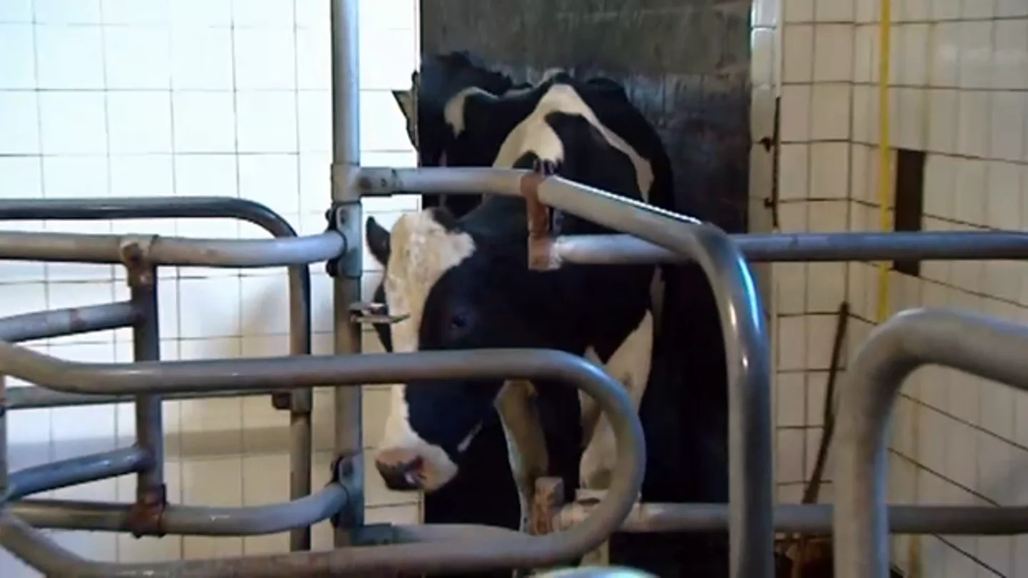 Ganadero: “La vaca se llama Obama porque nació en la proclamación del presidente” Ganadero: “La vaca se llama Obama porque nació en la proclamación del presidente”