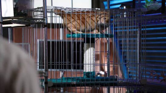 El gato de la v&iacute;ctima, clave para dar con el asesino de Randall Fairbanks