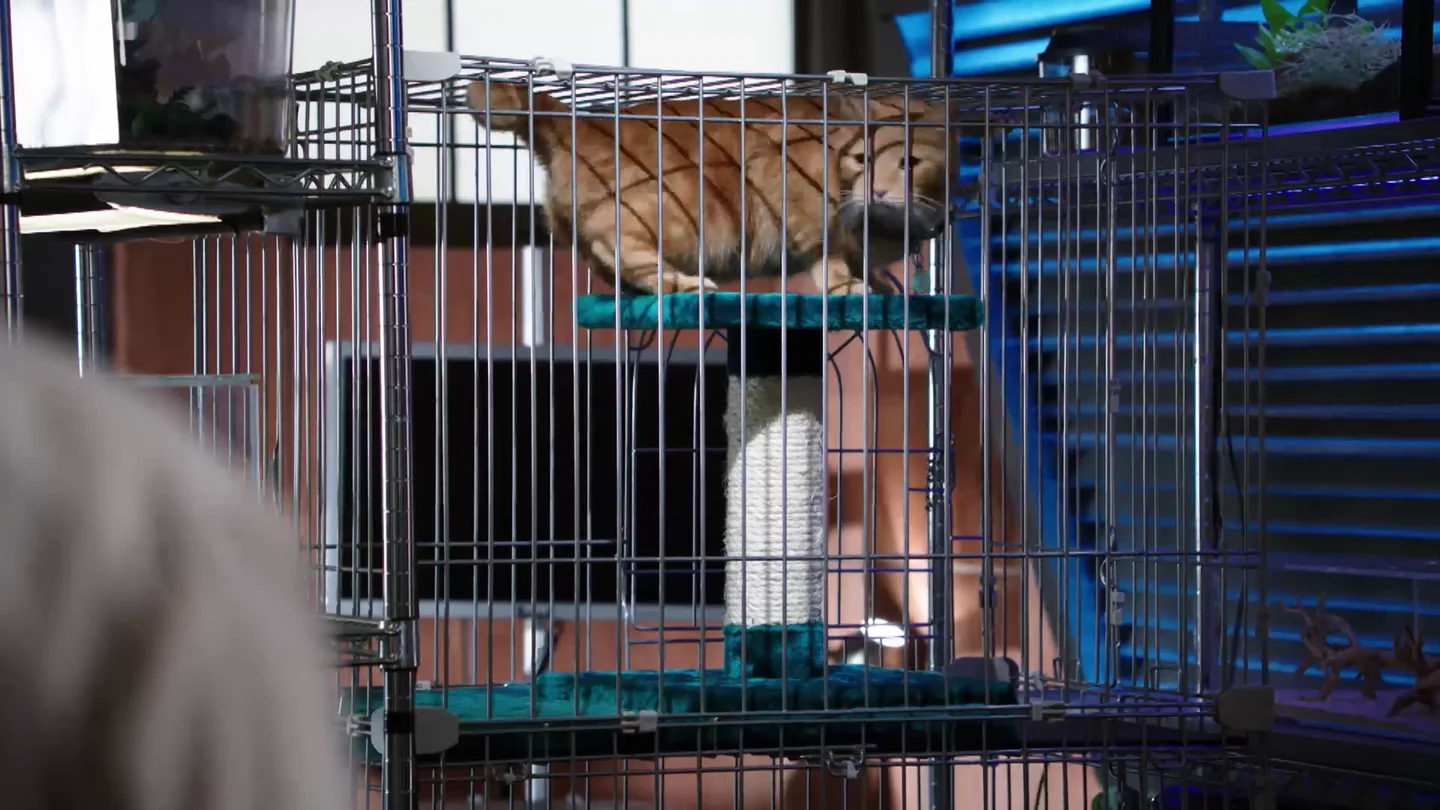 El gato de la víctima, clave para dar con el asesino de Randall Fairbanks El gato de la víctima, clave para dar con el asesino de Randall Fairbanks