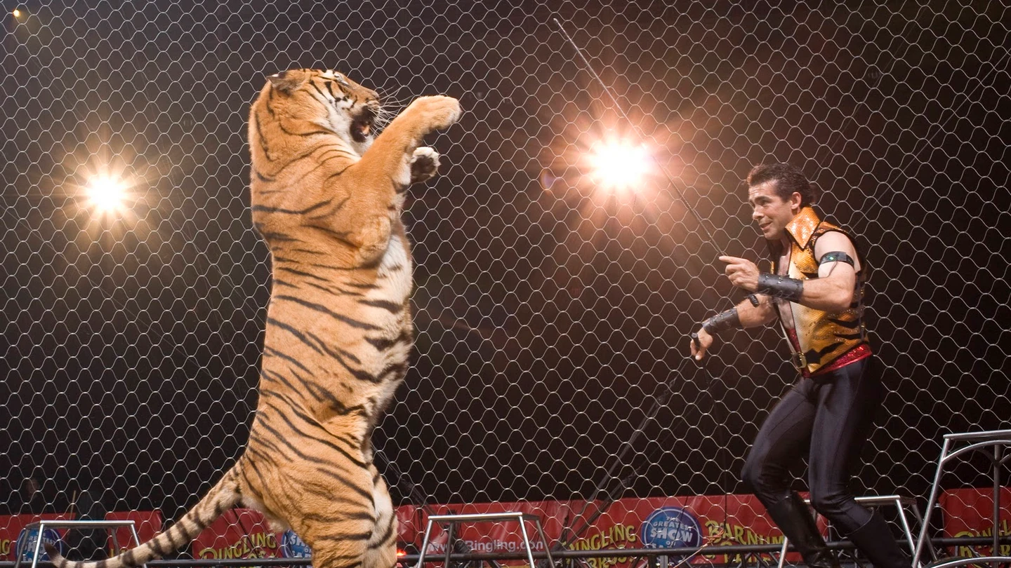 Animales en los circos Animales en los circos