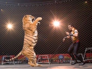 Animales en los circos Animales en los circos