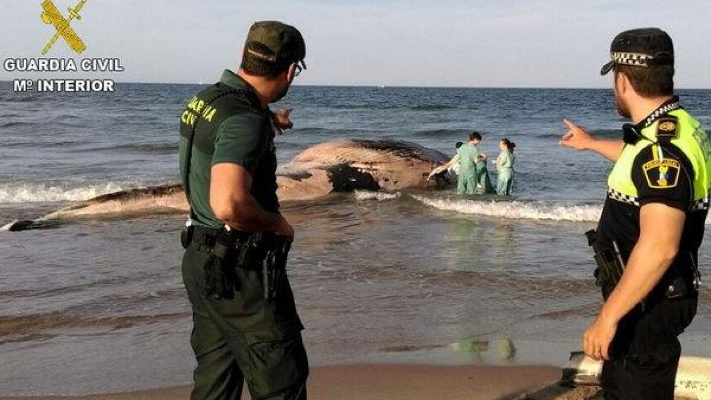Ballena varada en la playa de Cullera