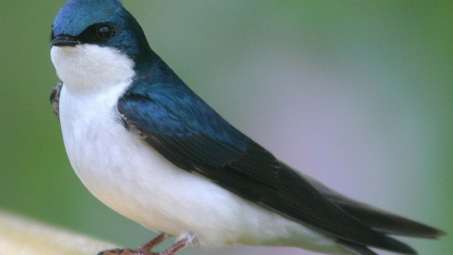 Golondrina