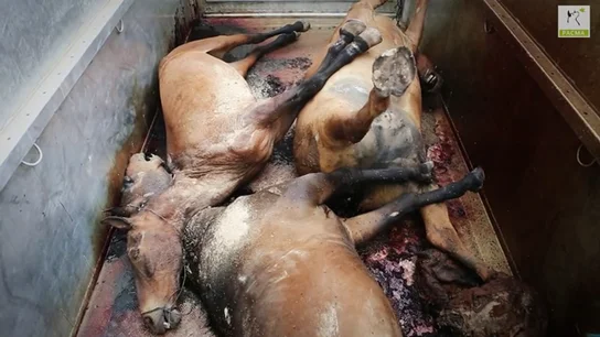 Caballos muertos Caballos muertos