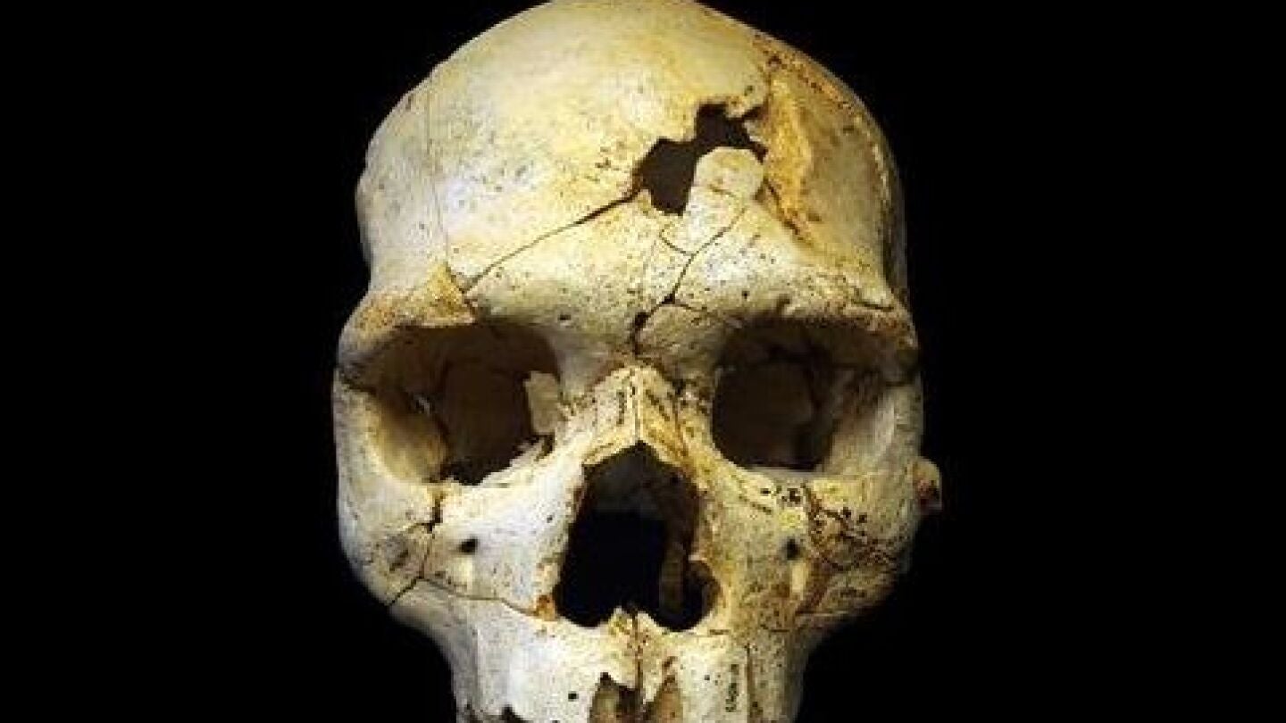 Cr&aacute;neo de Atapuerca