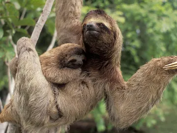 Un estudio demuestra que ser perezoso puede ser una ventaja evolutiva Un estudio demuestra que ser perezoso puede ser una ventaja evolutiva