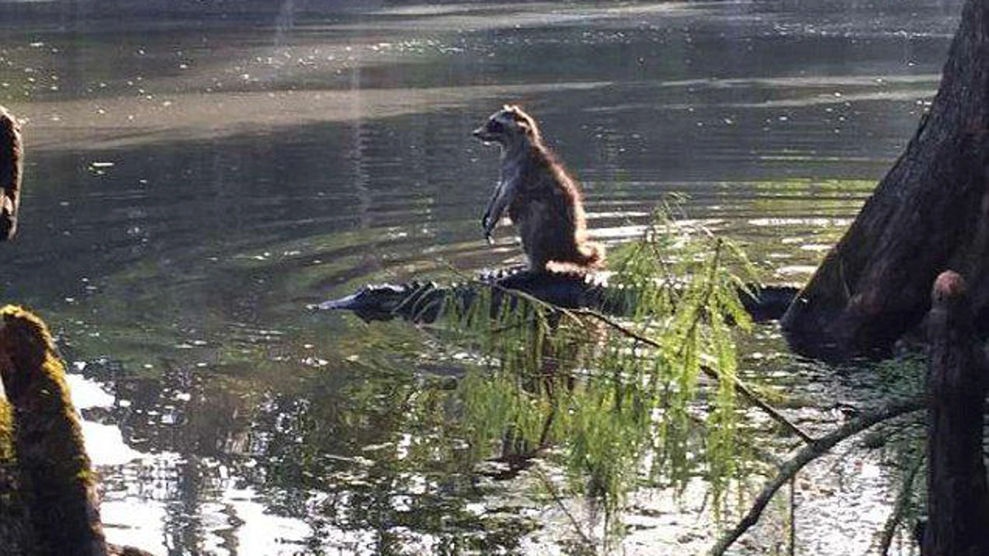 Mapache cruzando el río Mapache cruzando el río